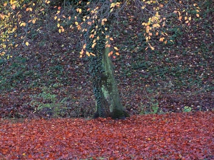 Der traurige Herbst kann auch schön sein