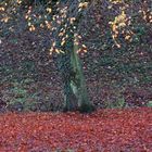 Der traurige Herbst kann auch schön sein