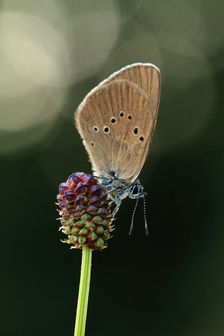 Der traurige Schmetterling