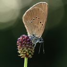 Der traurige Schmetterling