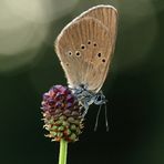 Der traurige Schmetterling