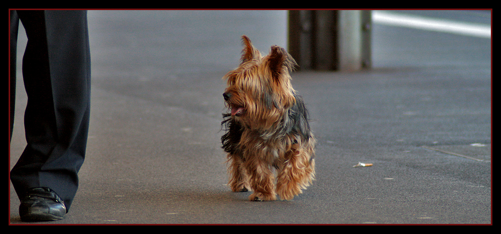 Der treue Begleiter