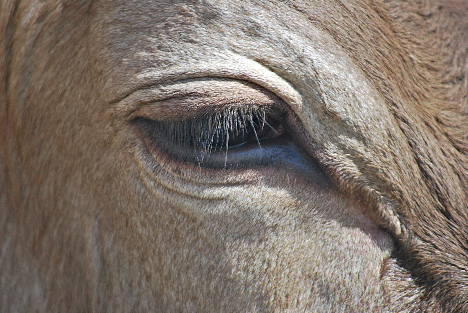 der treue Blick...