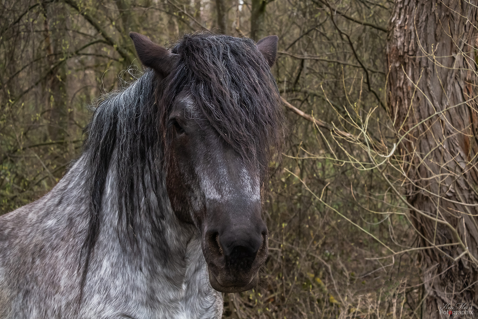 Der treue Blick