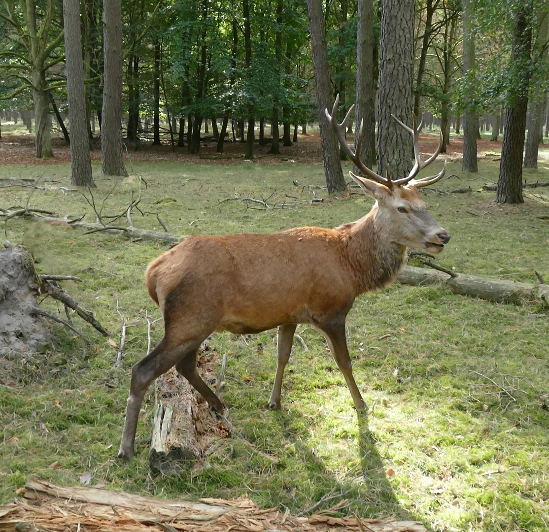 Der treue Heinrich