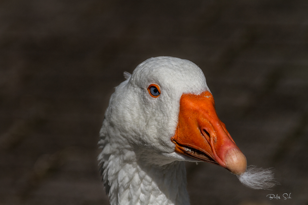 Der treue Wächter