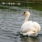 Der treusorgende Schwan