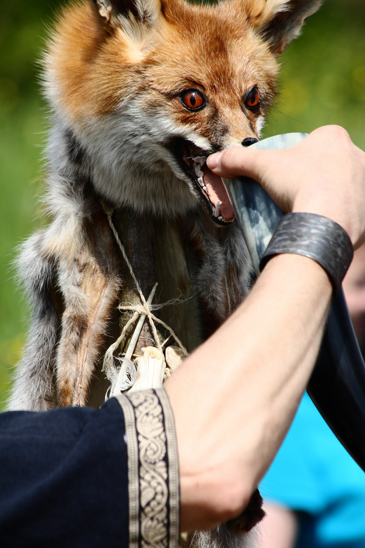 Der trinkende Fuchs