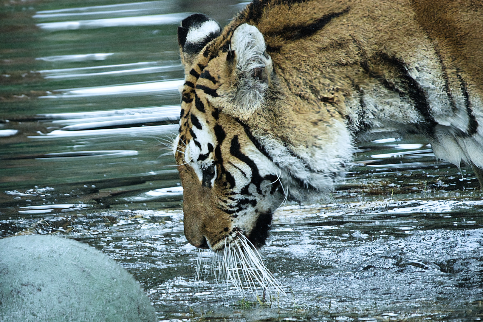 Der trinkende Tiger