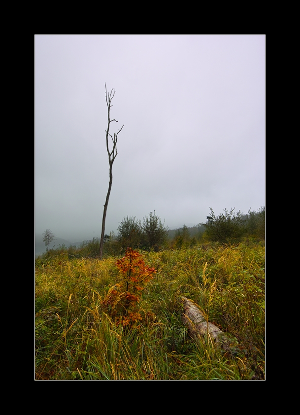 der triste Herbst