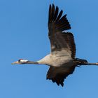 Der Tröter im Überflug