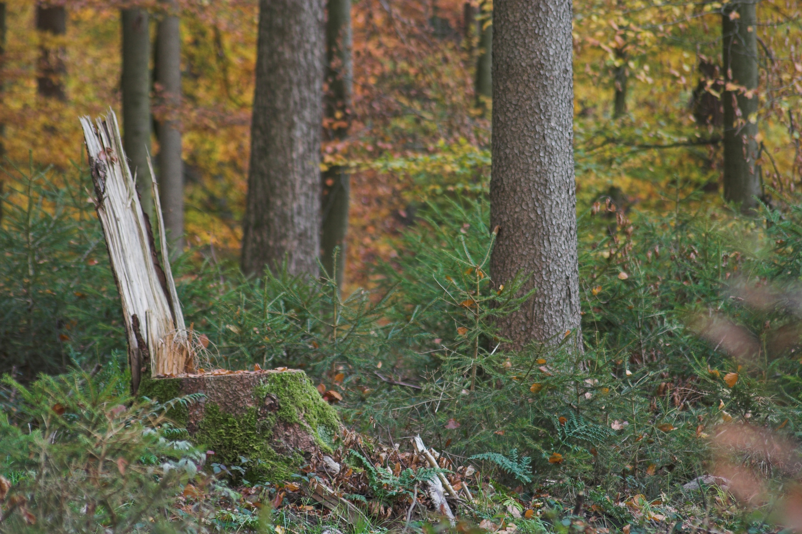 Der Trohn vom Herren des Waldes