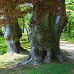 Der Troll im Frühling