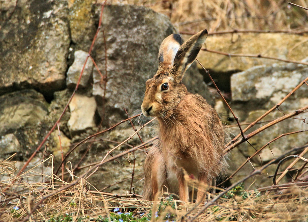 DER TROLLINGER - HASE