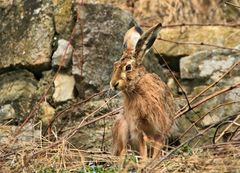 DER TROLLINGER - HASE