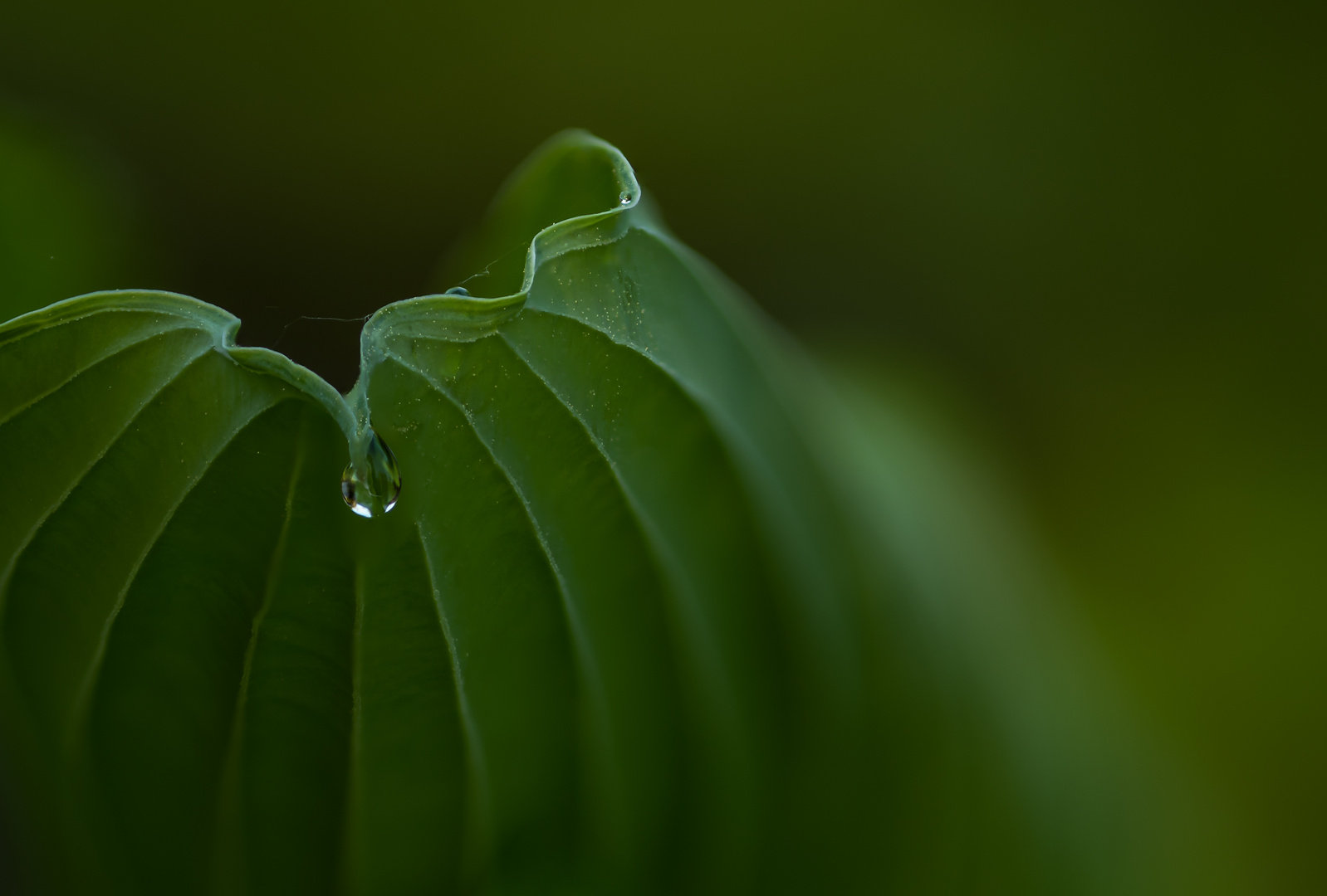 Der Tropfen an der Spitze