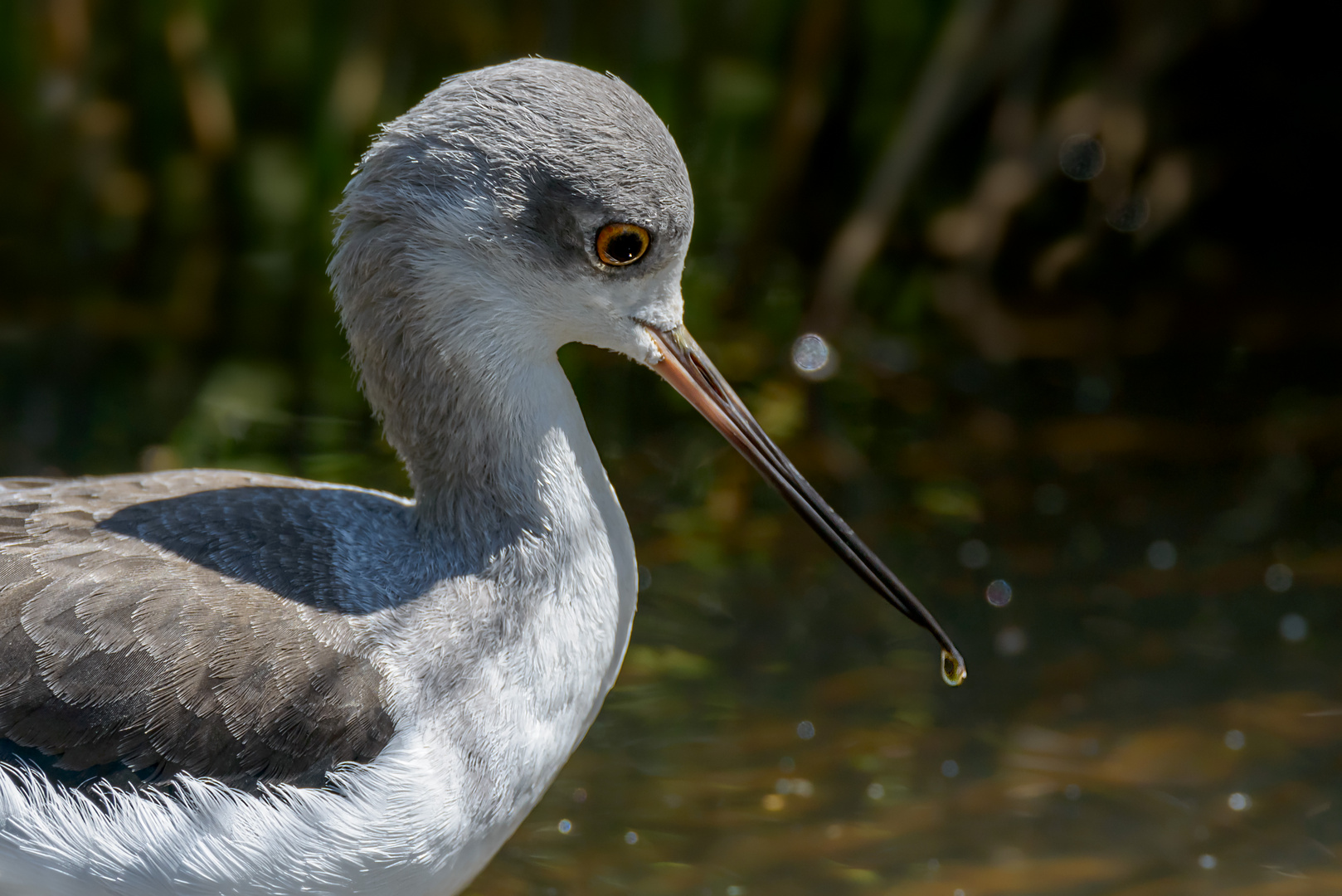 Der Tropfen Foto & Bild | tiere, wildlife, wild lebende vögel Bilder ...