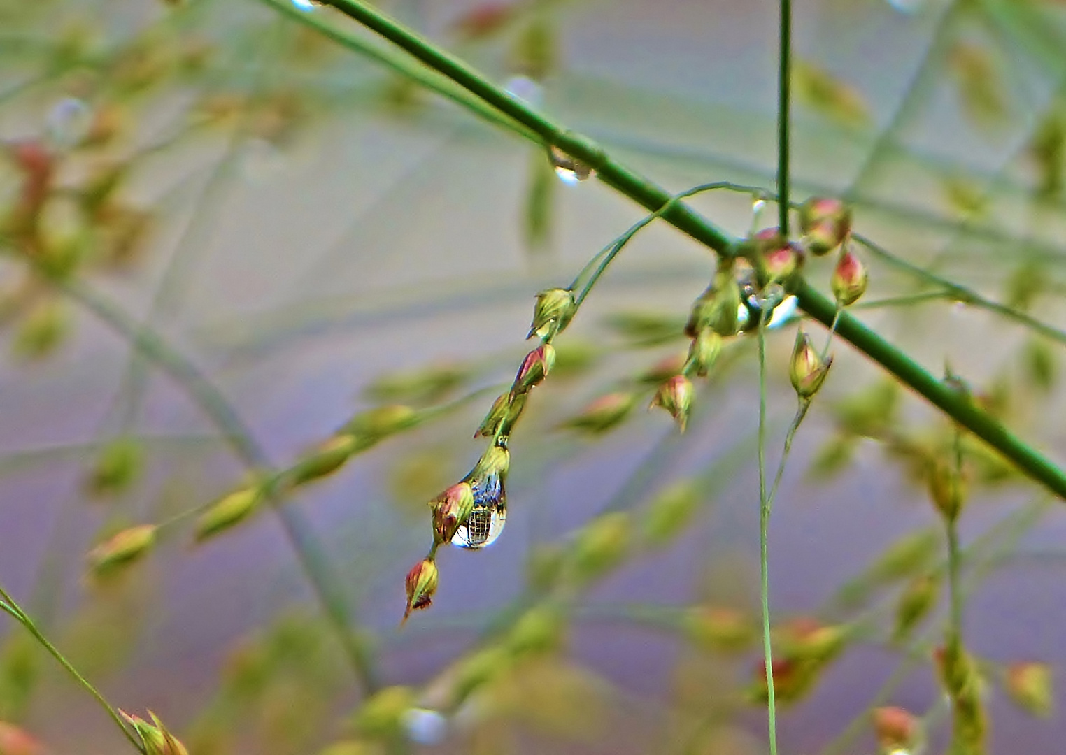 Der Tropfen im Gras