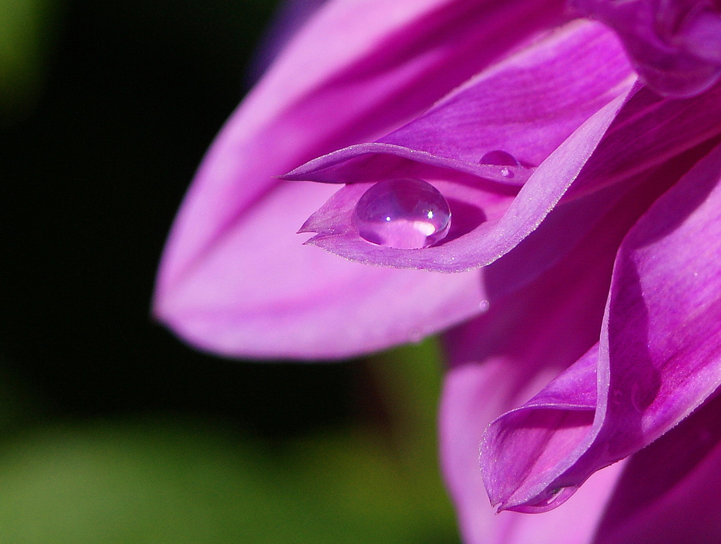 Der Tropfen in der rosa Georgine