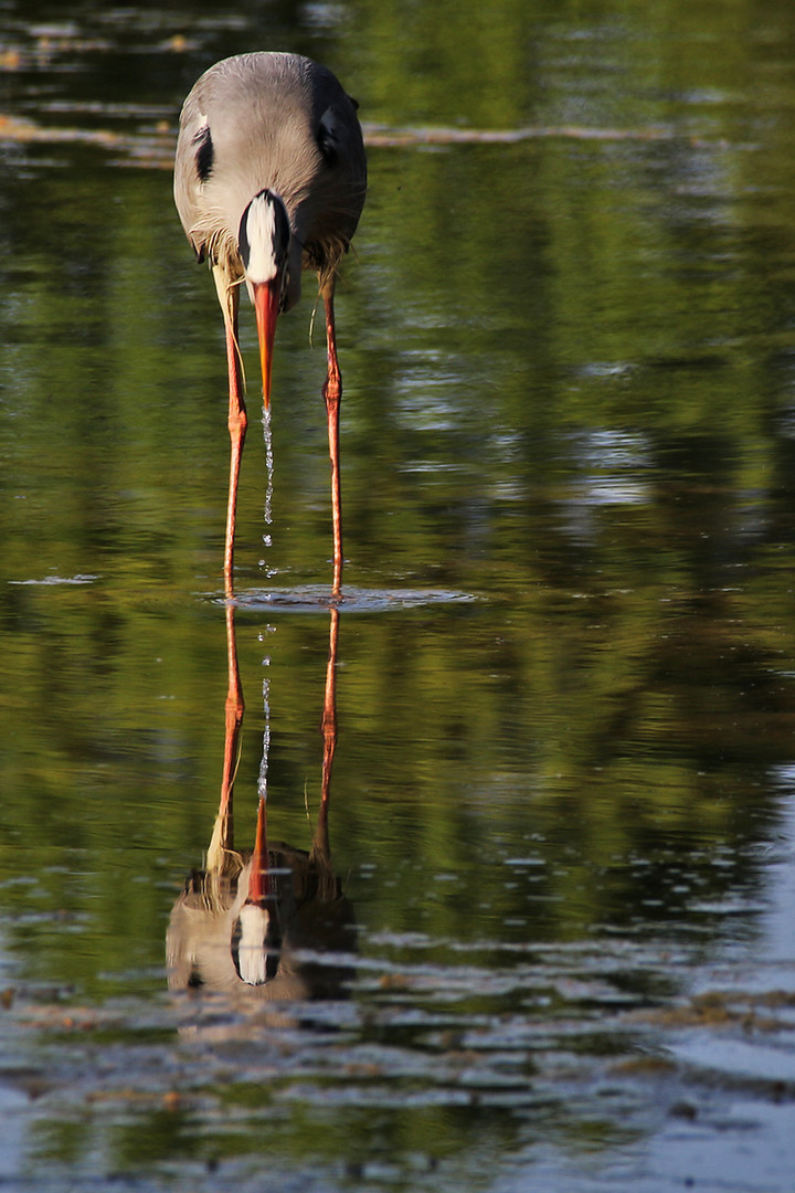 der "Tropfen-Reiher"