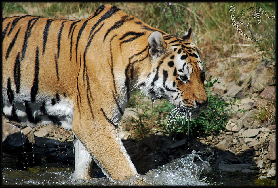 Der tropfende Tiger