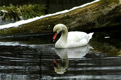 der tropfenschwan im spiegel