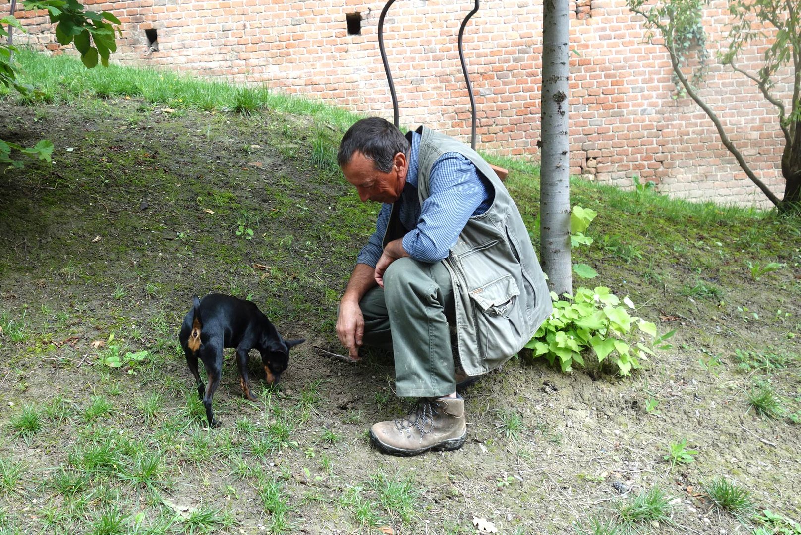 Der-Trüffelhund-