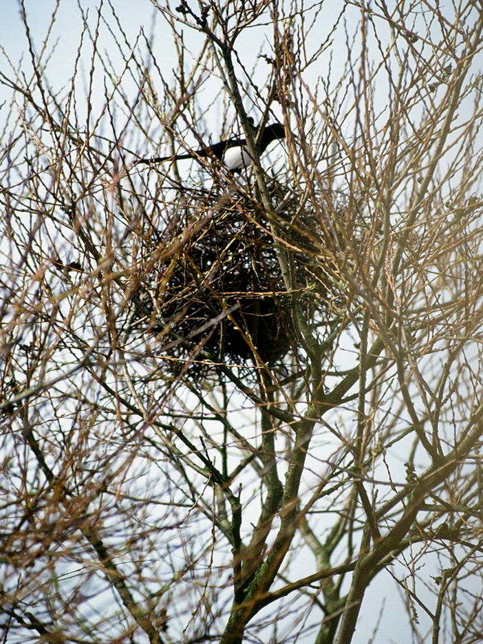 Der Trümmerhaufen  war ein Elsternnest,  Rätzel schnell gelöst