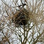 Der Trümmerhaufen  war ein Elsternnest,  Rätzel schnell gelöst