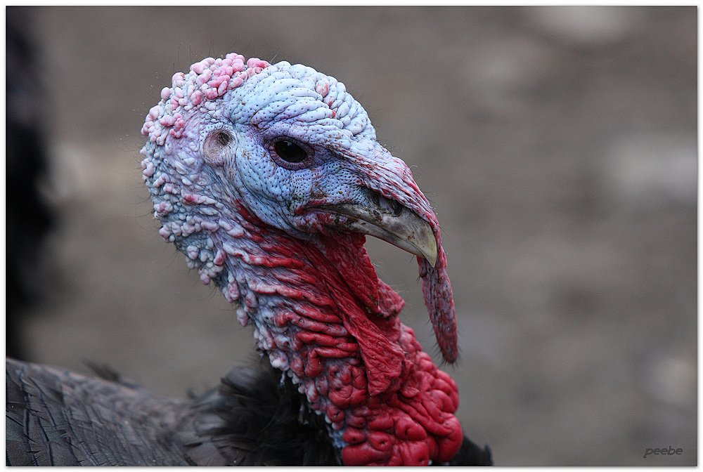 der Truthahn Foto &amp; Bild | tiere, haustiere, nutztiere Bilder auf ...