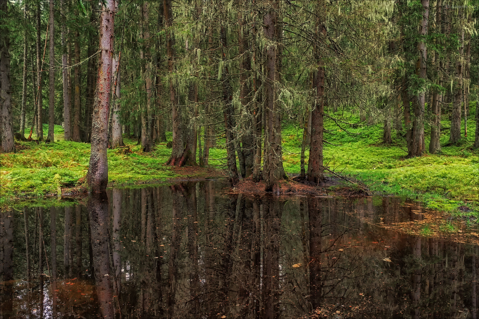 Der Tümpel im Wald