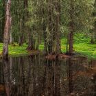 Der Tümpel im Wald