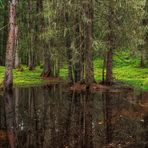 Der Tümpel im Wald