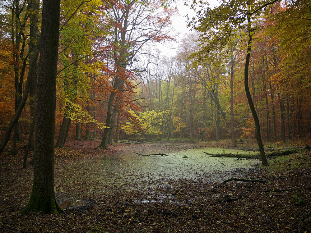 Der Tümpel im Wald