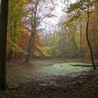 Der Tümpel im Wald