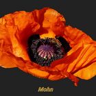 Der Türkische Mohn ist eine Pflanzenart aus der Familie der Mohngewächse