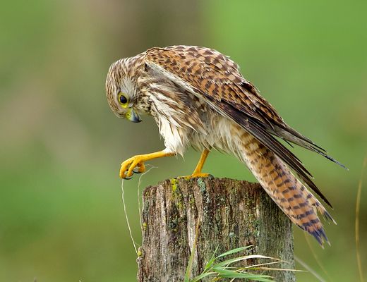 Der Türmer bei der Handarbeit......