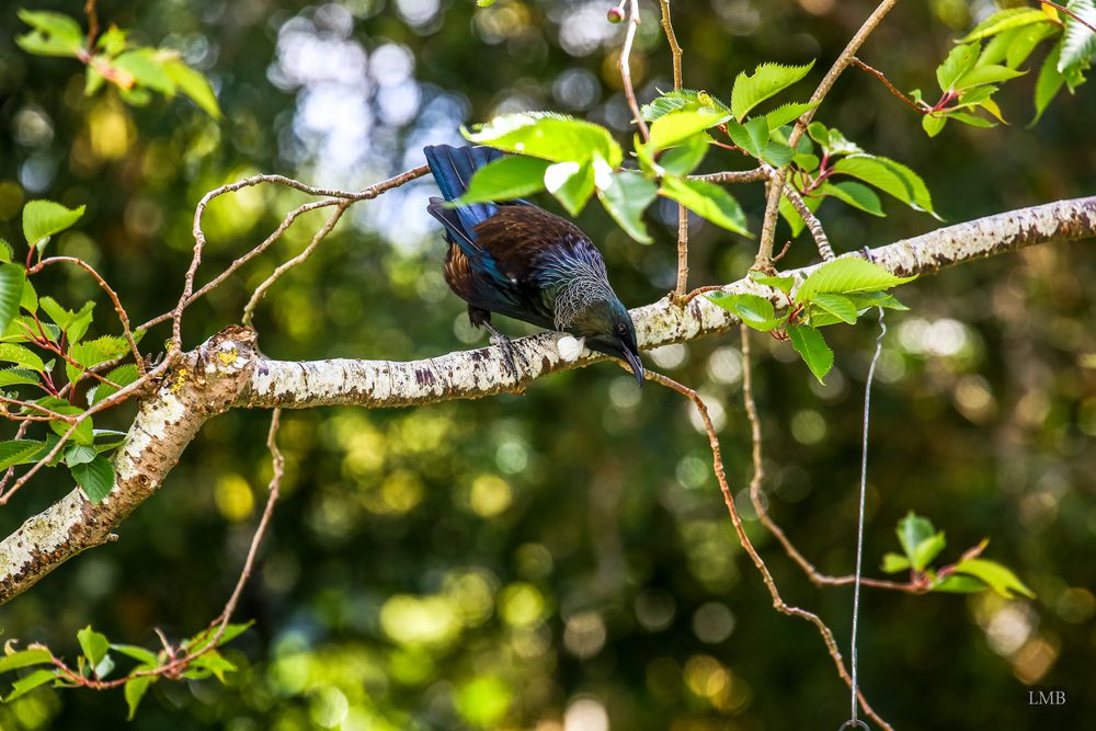 Der Tui, mein Lieblingsvogel