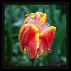 Der Tulpe Frost - des Gärtners Frust      :o(