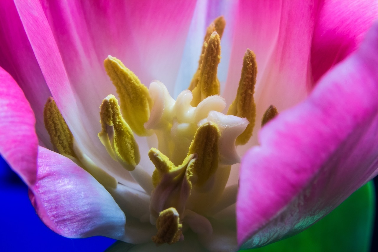 Der Tulpe in die Blüte geschaut