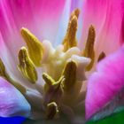 Der Tulpe in die Blüte geschaut