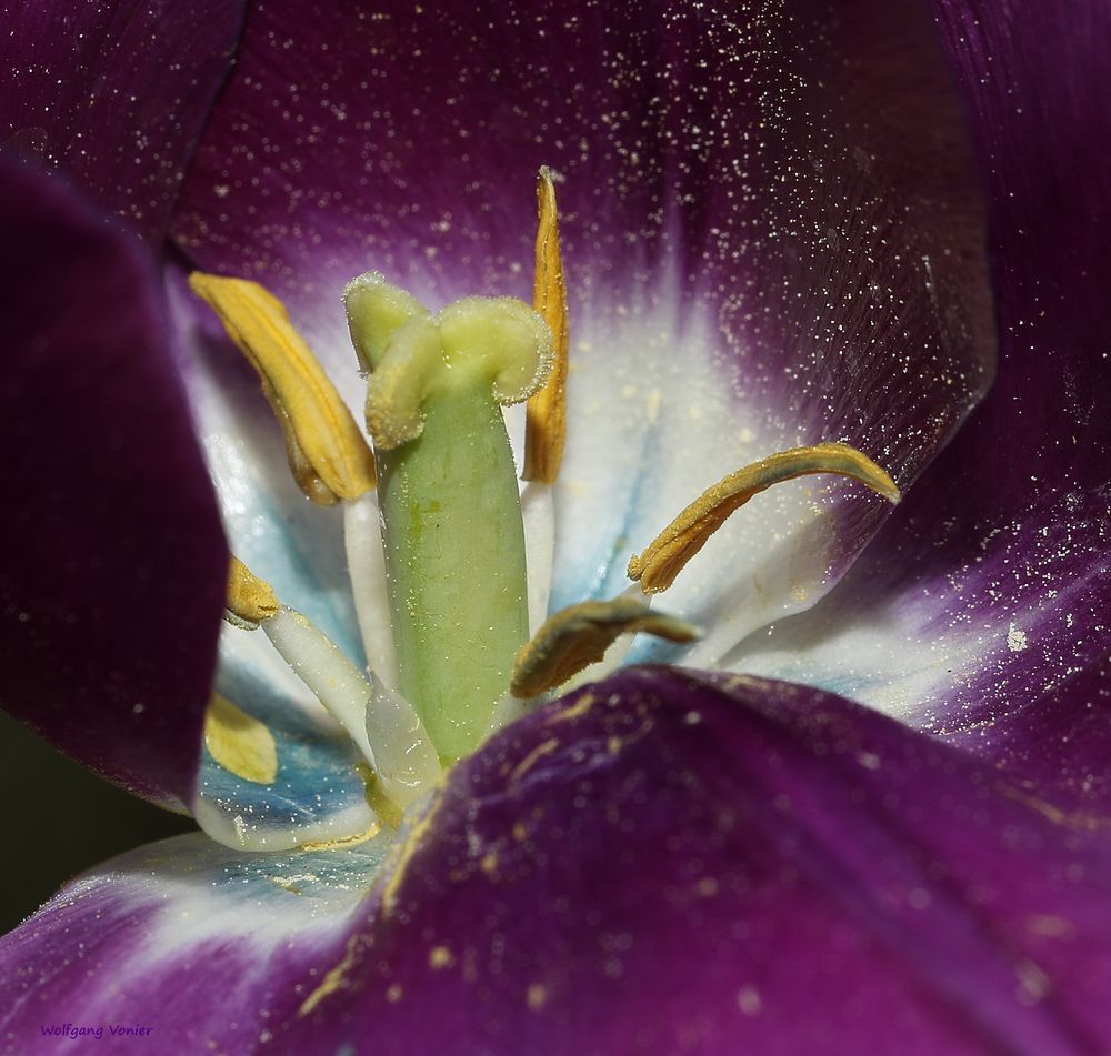 Der Tulpe innerstes Herzstück