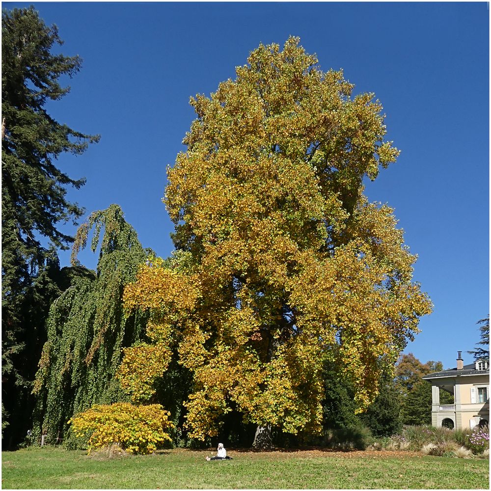 der Tulpenbaum