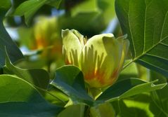 Der Tulpenbaum