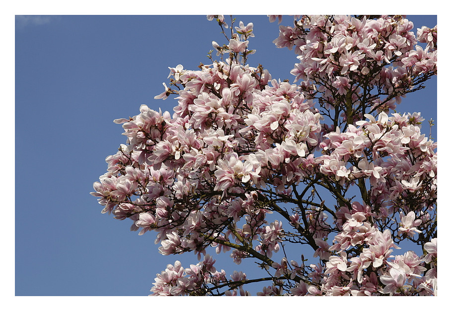 Der Tulpenbaum