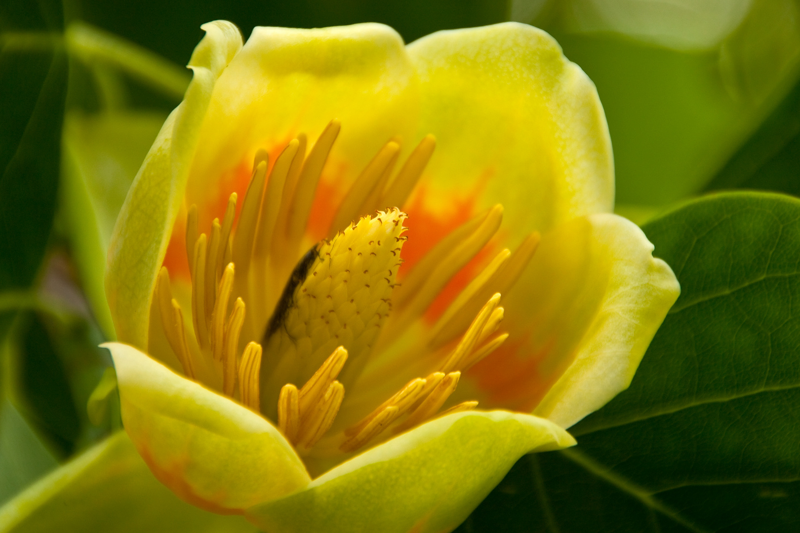 Der Tulpenbaum blüht - mein Mittwochsblümchen für Euch