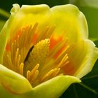 Der Tulpenbaum blüht - mein Mittwochsblümchen für Euch