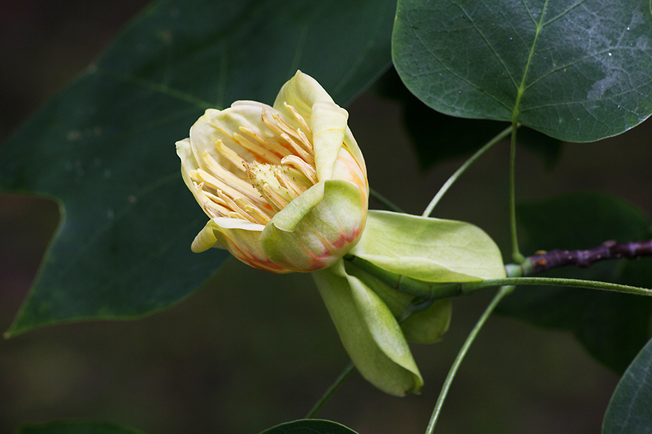 Der Tulpenbaum