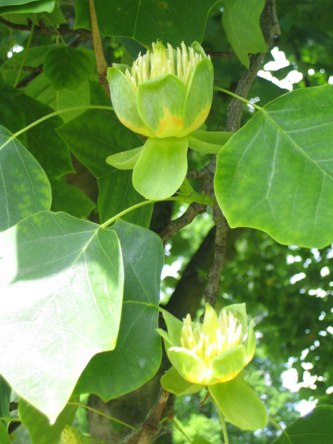 der Tulpenbaum II