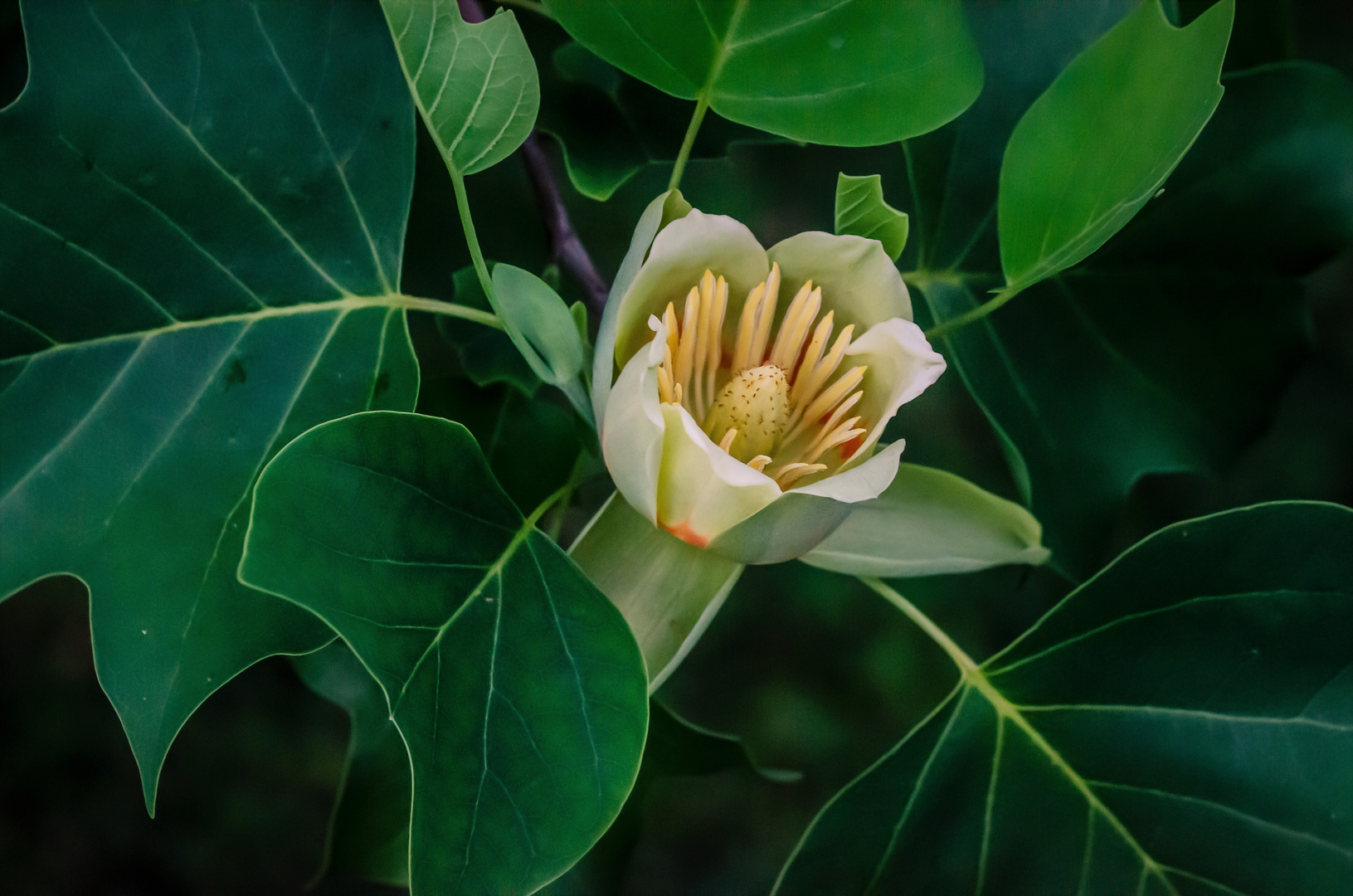 Der Tulpenbaum ist längst verblüht